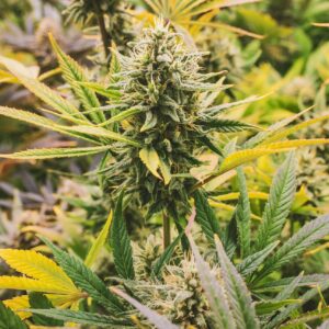 hemp, cannabis vera, cbd, hemp farm, cannabis flowers, nature