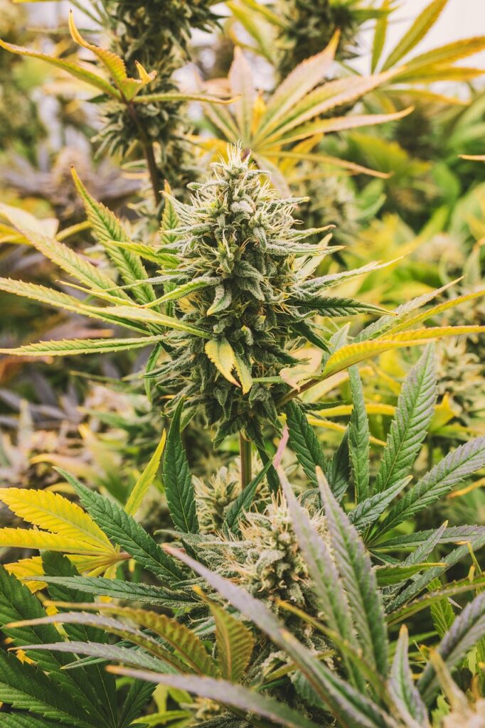 hemp, cannabis vera, cbd, hemp farm, cannabis flowers, nature